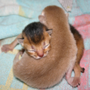 Abyssinian kittens